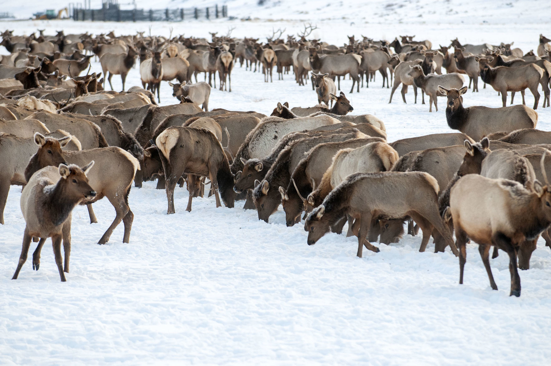 Elk count on National Elk Refuge